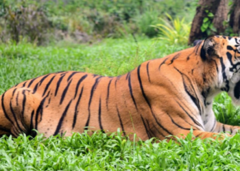 राणीच्या बागेतील शक्ती वाघाचा संशयास्पद मृत्यू