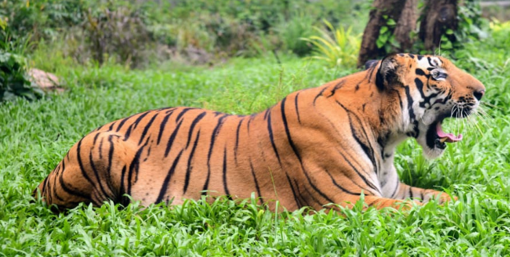 राणीच्या बागेतील शक्ती वाघाचा संशयास्पद मृत्यू