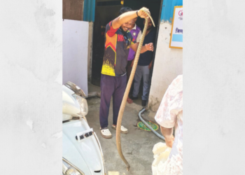 जिल्हा रुग्णालयातील धोबी घाटात साप