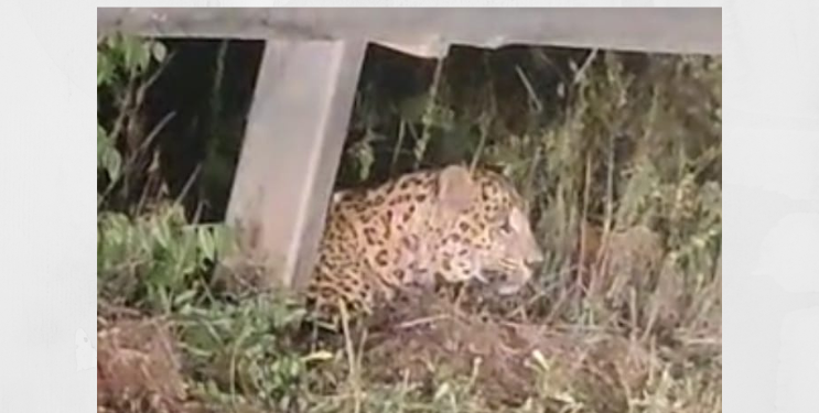 म्हसळ्यात बिबट्याचा वाढता संचार