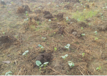 कडधान्ये पीक लांबणीवर