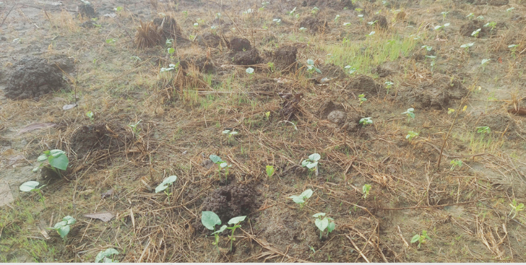 कडधान्ये पीक लांबणीवर