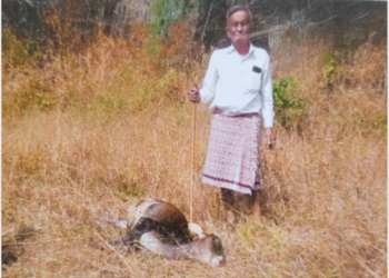 टेंबरे येथे बिबट्याच्या हल्ल्यात गाईचे वासरू ठार