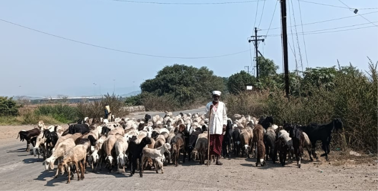 मेंढपाळांची गावोगावी भटकंती सुरू