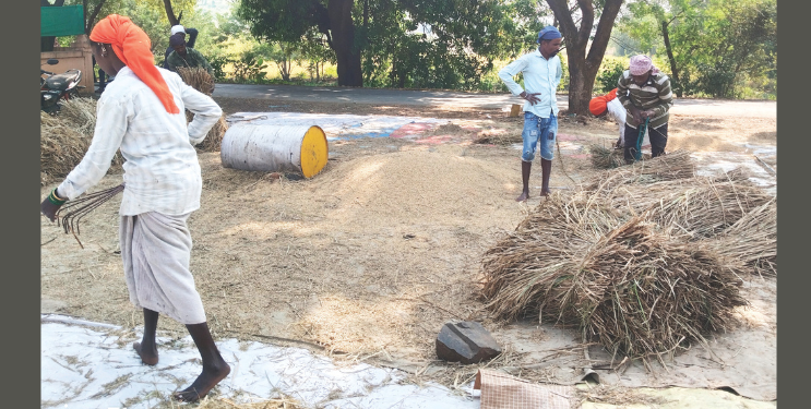 शेतकऱ्यांची आकाशाकडे पाहत मळणी