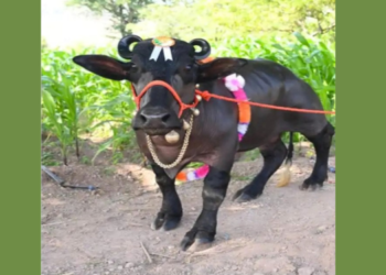 राधा म्हशीची गिनीज बुकात नोंद