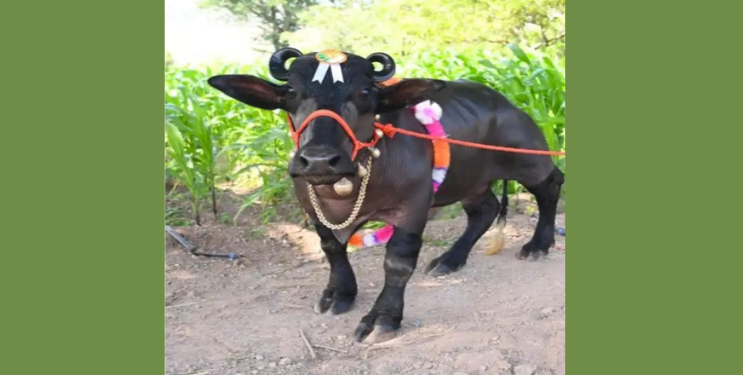 राधा म्हशीची गिनीज बुकात नोंद