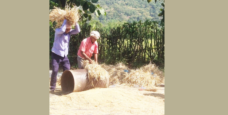 रोह्यात भात झोडणीला वेग