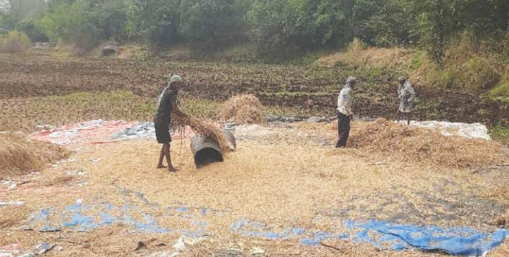 भातकापणी, झोडणीच्या कामांना वेग