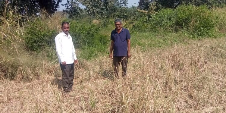 शेतकऱ्यांच्या पीक कापणी प्रयोगाची फसवणूक