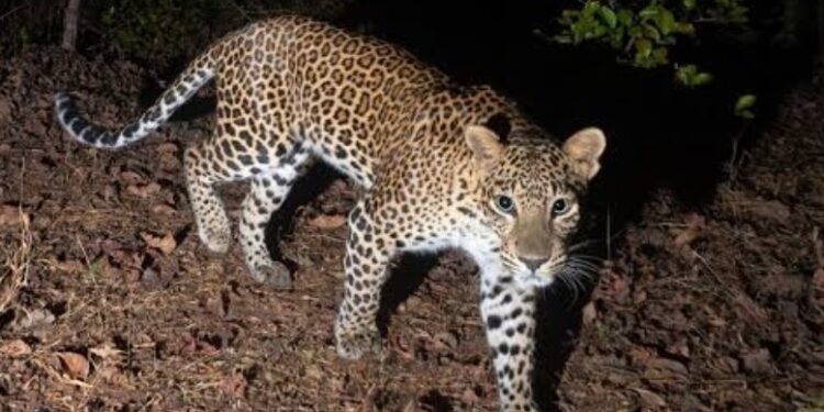 बेलपाड्यात बिबट्याचा वावर