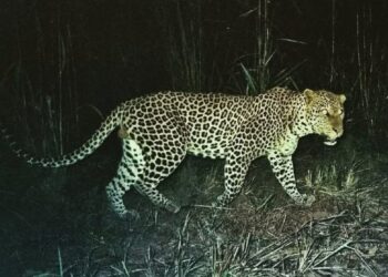 सुधागडात बिबट्याची दहशत