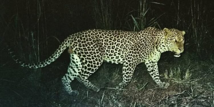 सुधागडात बिबट्याची दहशत