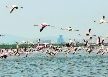 यंदा फ्लेमिंगोंचे आगमन लांबणार