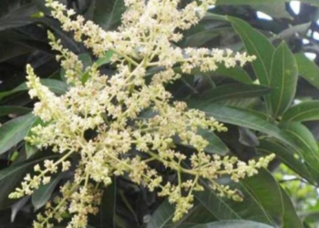 आंबा बागायतदारांसाठी नवे संकट