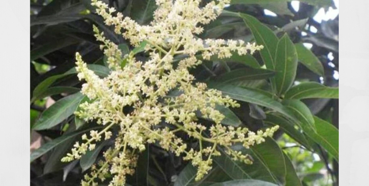 आंबा बागायतदारांसाठी नवे संकट