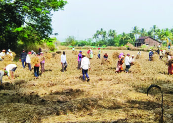खारआंबोळीत सामुदायिक शेती