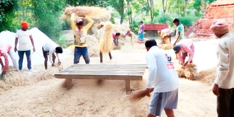 भात झोडणीची कामे अंतिम टप्प्यात