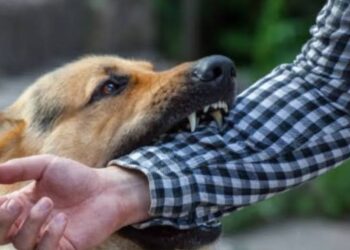 उरणमध्ये भटक्या कुत्र्यांचा हैदोस