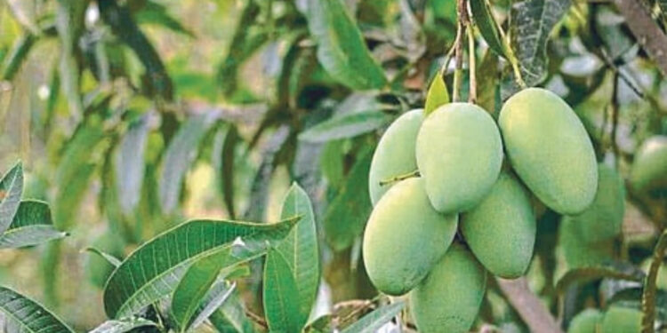 यंदा आंब्याचे उत्पादन घटणार