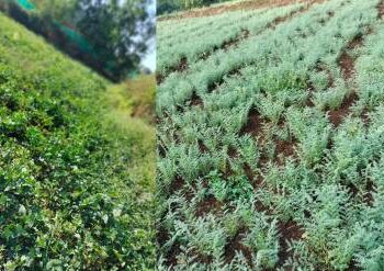 हरभरा, मूग पीक लागवडीवर भर