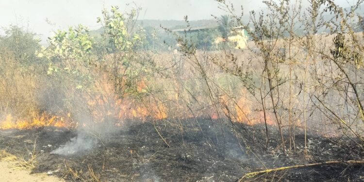 मानवनिर्मित वणवे निसर्गाच्या मुळावर