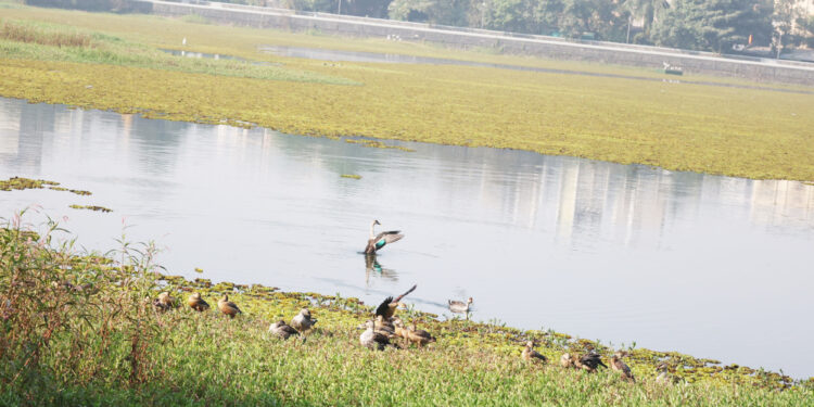 बल्लाळेश्वर तलावाला वाली कोण?