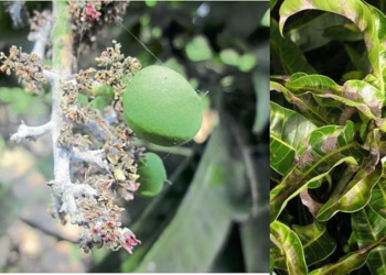 आंबा बागेमध्ये तुडतुडा कीडीचा प्रादुर्भाव