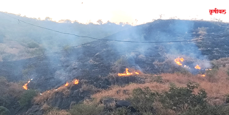 वणव्याने निसर्गसंपदेची राख