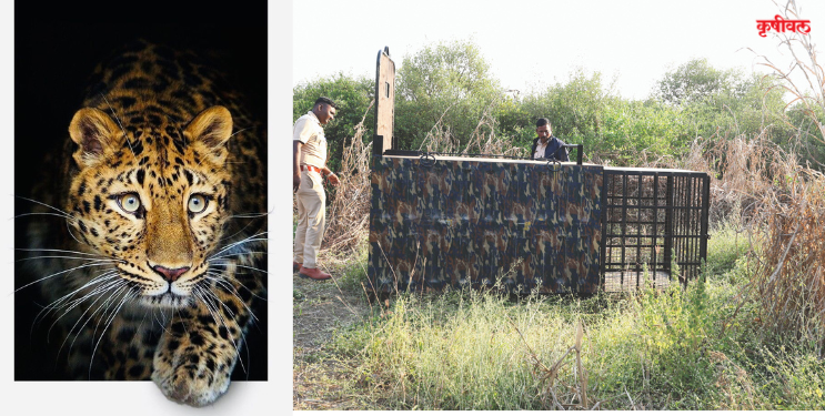 आता आक्षीमध्ये बिबट्याची दहशत