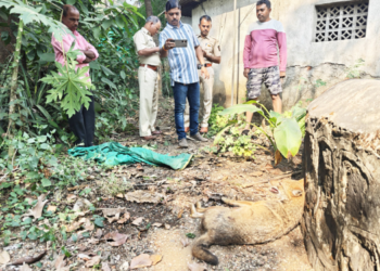 सांबरी येथे कोल्हाला जीवदान