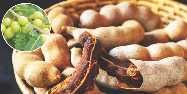 हिवाळी आंबट रानफळांना बहर