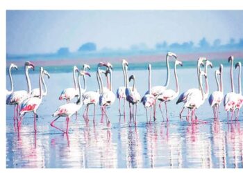 रायगडमध्ये स्थलांतरित पाहुण्यांचे आगमन