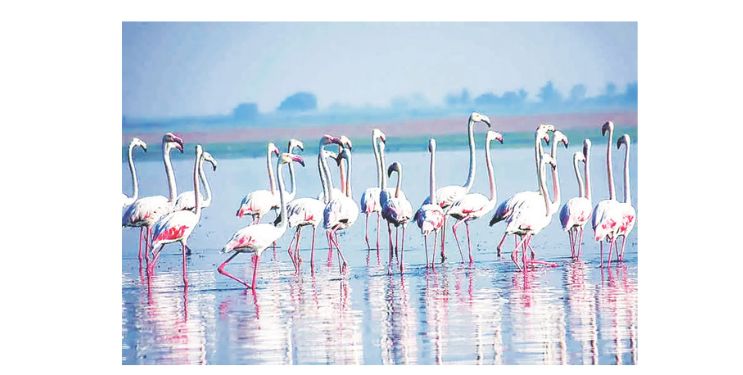 रायगडमध्ये स्थलांतरित पाहुण्यांचे आगमन