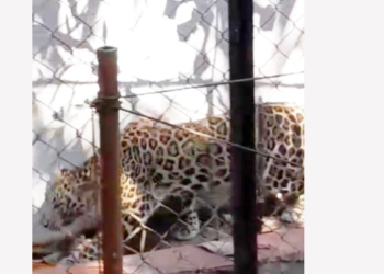 …अन्‌‍ बिबट्या पळाला