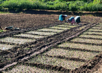 पांढरा कांदा लागवड लांबणीवर