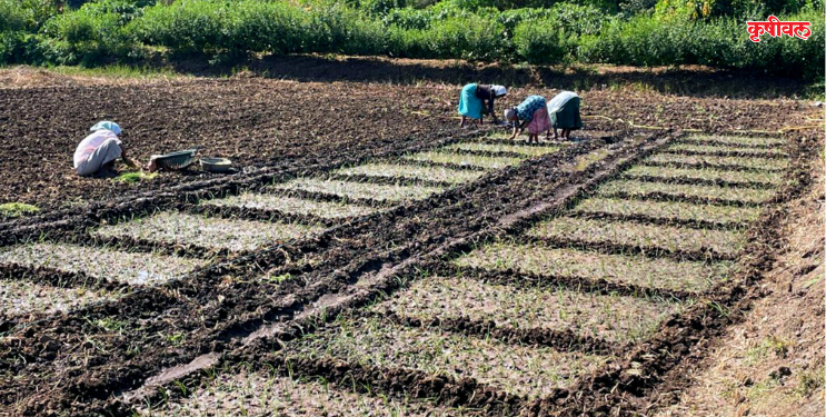 पांढरा कांदा लागवड लांबणीवर