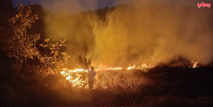 पिंगळसईचे जंगल वणव्याने होरपळले
