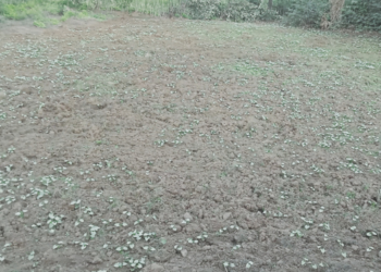 पोपटीसाठी गावठी वालाच्या शेंगांची प्रतीक्षा