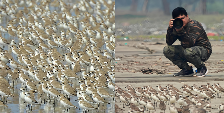 देशी-विदेशी स्थलांतरित पाहुण्यांचे आगमन