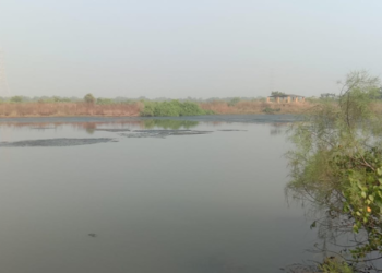 समुद्रातील पाणी भातशेतीत