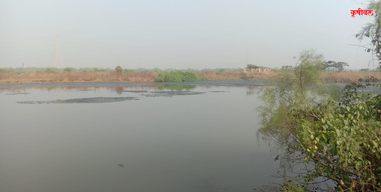 समुद्रातील पाणी भातशेतीत