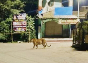 पेणमध्ये बिबट्याची अफवा