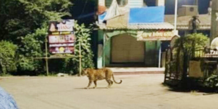 पेणमध्ये बिबट्याची अफवा