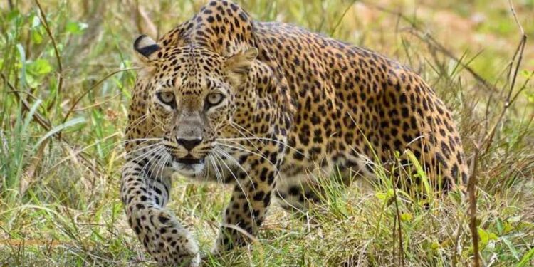 पानवे शाळेतील विद्यार्थ्यांना बिबट्याचे दर्शन