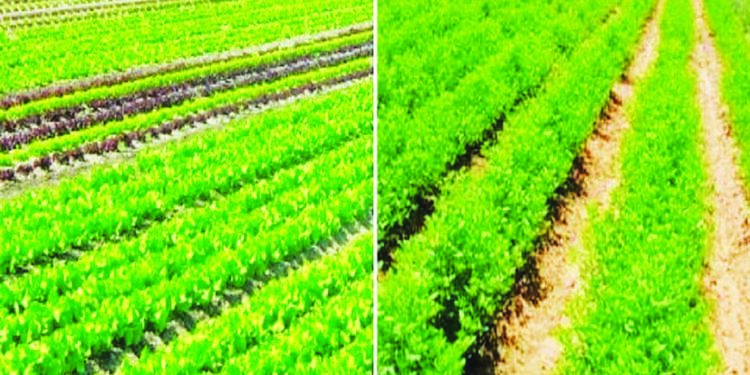 कीटकनाशकांच्या अयोग्य मात्राचा धोका