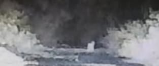 सुधागड तालुक्यात बिबट्याची दहशत