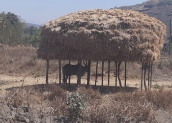 पेंढा ठेवण्याचा माच होतोय लुप्त