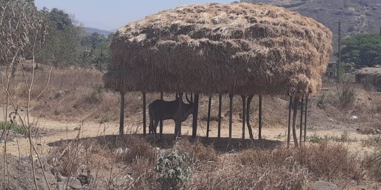 पेंढा ठेवण्याचा माच होतोय लुप्त