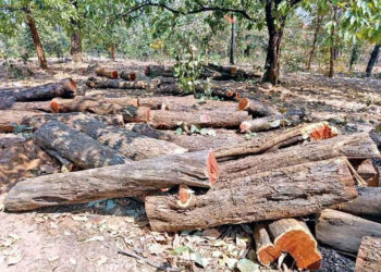 जंगलतोडीकडे वन विभागाचा कानाडोळा